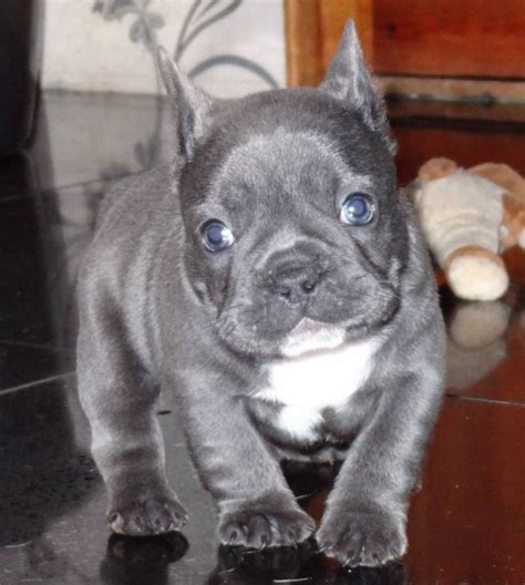 French Bulldog for Sale Philippines (Current Price).